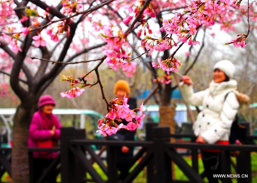 Выходные в китае в марте. Сакура в Шанхае. Шанхайская вишня цветок.